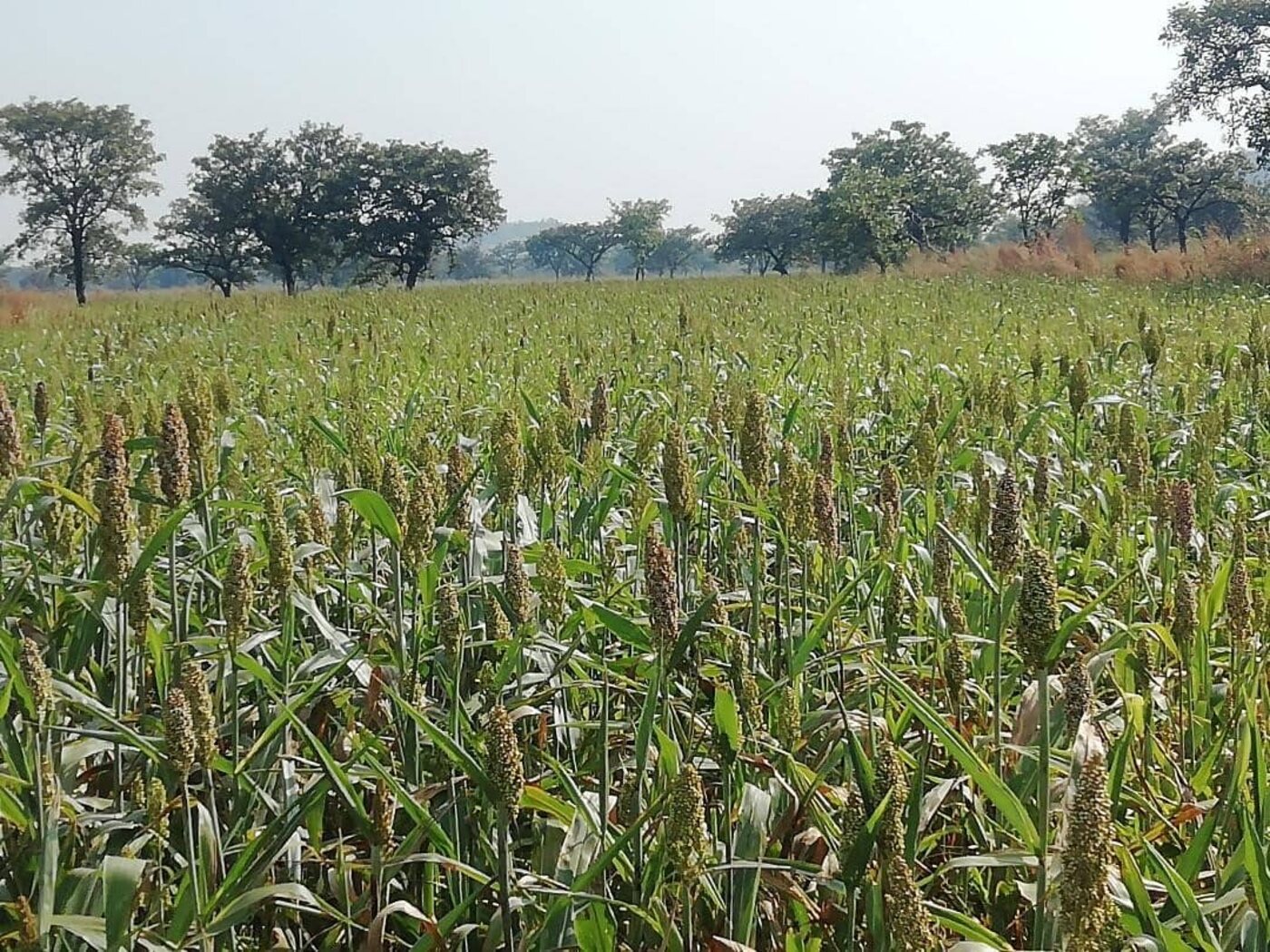 Sorghum growing in an open field with trees in the background