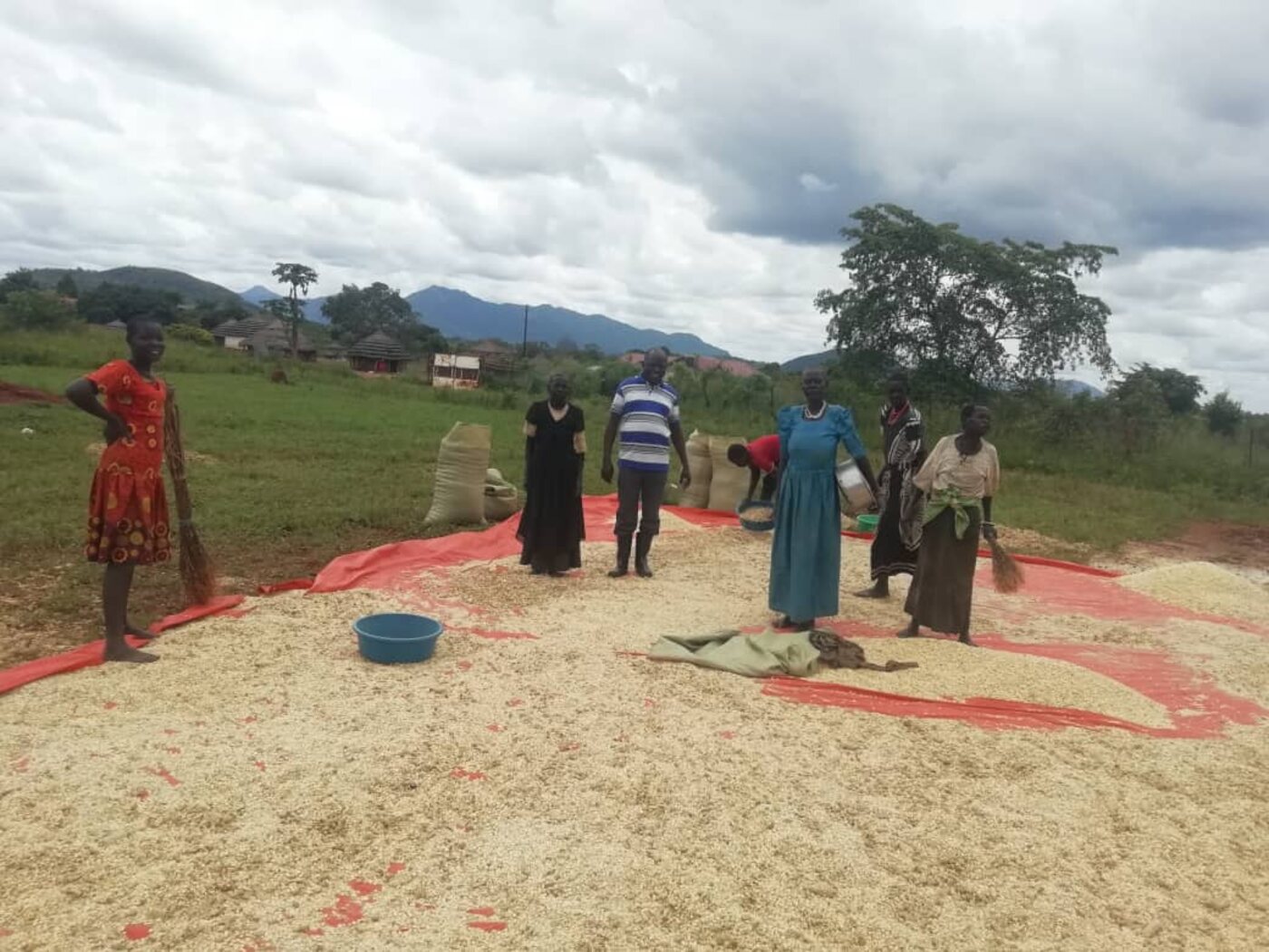 Community members drying and sorting harvested grain