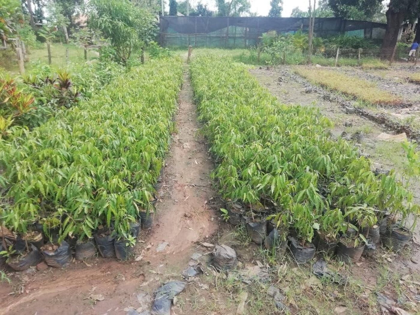 Rows of tree seedlings at the ECI-supported nursery in Lira